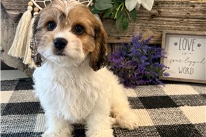 Bond - Cavachon for sale