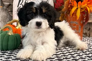 Bari - Cavachon for sale