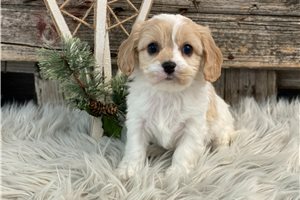 Fern - Cavachon for sale
