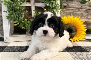Barney - Cavachon for sale