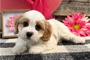 Brooke - Cavachon for sale