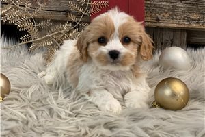 Faye - Cavachon for sale