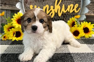 Bond - Cavachon for sale