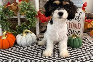 Bolt - Cavachon for sale