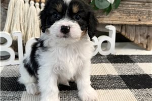 Bari - Cavachon for sale