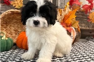 Barney, a Cavachon puppy