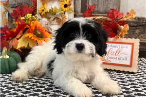 Barney - Cavachon for sale