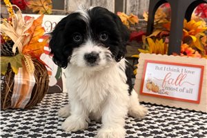 Basha - Cavachon for sale