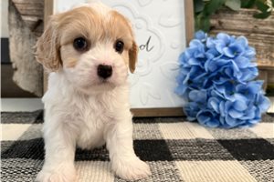 Bailey - Cavachon for sale