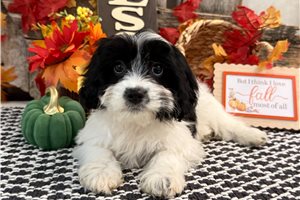 Basha - Cavachon for sale