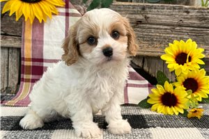 Brynn - Cavachon for sale