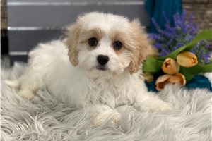 Finnegan - Cavachon for sale