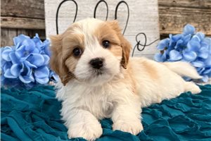 Baron - Cavachon for sale
