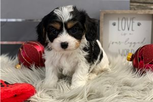 Fabian - Cavachon for sale