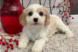Frankie - Cavachon for sale