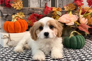 Baldur - Cavachon, placed in Fort Wayne