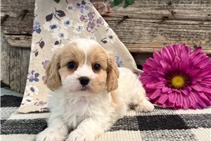 Buttons - Cavachon for sale