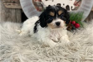 Frida - Cavachon for sale