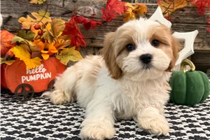 Baron - Cavachon for sale