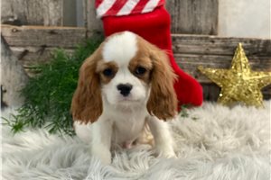 Caleb - Cavalier King Charles Spaniel for sale