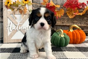 Calvin - puppy for sale