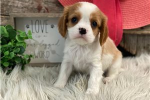 Eleanor - Cavalier King Charles Spaniel for sale