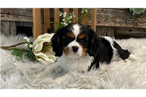 Mincus - puppy for sale
