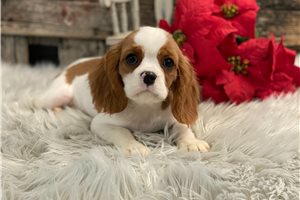 Cooper - Cavalier King Charles Spaniel for sale