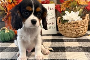 Cisco - Cavalier King Charles Spaniel for sale