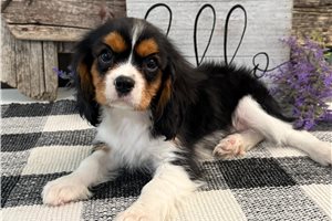 Zac - Cavalier King Charles Spaniel for sale