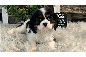 Lewis - Cavalier King Charles Spaniel for sale