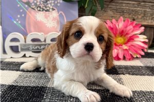 Greta - puppy for sale