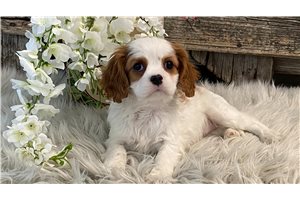 Lulu - puppy for sale