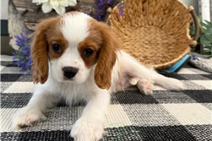 Benjamin - Cavalier King Charles Spaniel for sale
