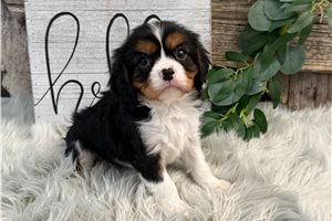 Zac - Cavalier King Charles Spaniel for sale