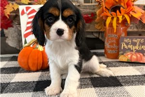 Connie - Cavalier King Charles Spaniel for sale
