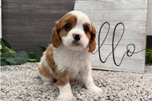 Bennett - puppy for sale