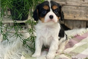 Elijah - Cavalier King Charles Spaniel for sale