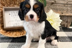Gerry - puppy for sale