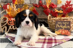 Calvin - Cavalier King Charles Spaniel for sale