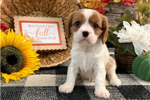 Cleo - Cavalier King Charles Spaniel for sale