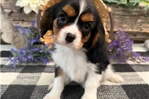 Zac - Cavalier King Charles Spaniel for sale