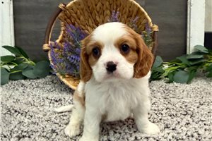 Benjamin - Cavalier King Charles Spaniel for sale