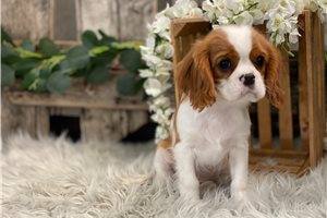 Domingo - puppy for sale