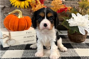 Connie - Cavalier King Charles Spaniel for sale