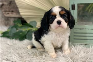 Carter - puppy for sale