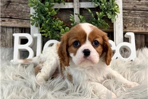 Zandrea - Cavalier King Charles Spaniel for sale