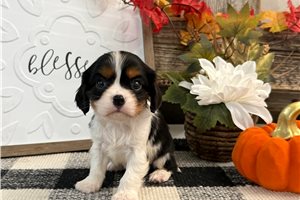 Cisco - Cavalier King Charles Spaniel for sale