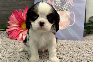 Bella - Cavalier King Charles Spaniel for sale