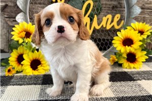 Gerald - puppy for sale